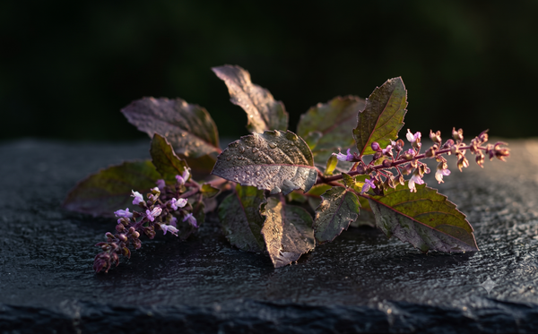Tulsi